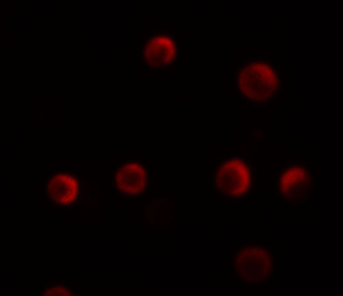 3 - YPEL2 Antibody ASC11457