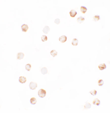 8 - YPEL4 Antibody ASC11459