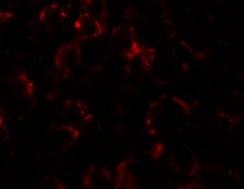 3 - YPEL4 Antibody ASC11459
