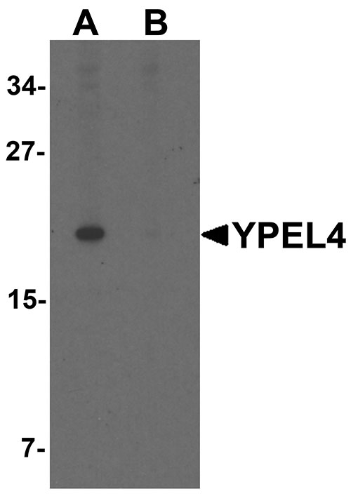 1 - YPEL4 Antibody ASC11459