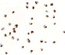 8 - YPEL5 Antibody ASC11460