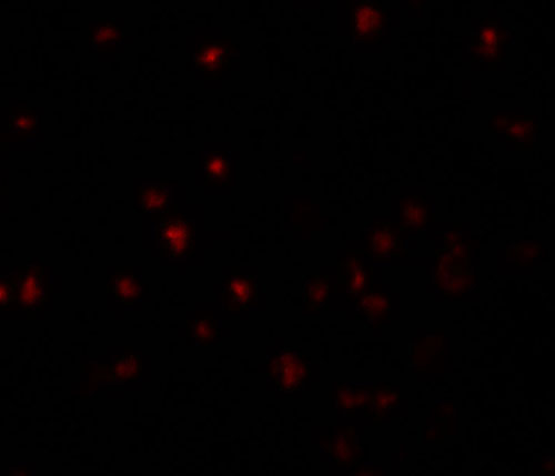 3 - YPEL5 Antibody ASC11460