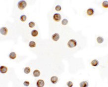 8 - RILP Antibody ASC11466