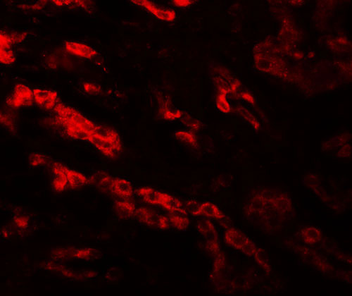 3 - GZF1 Antibody ASC11467