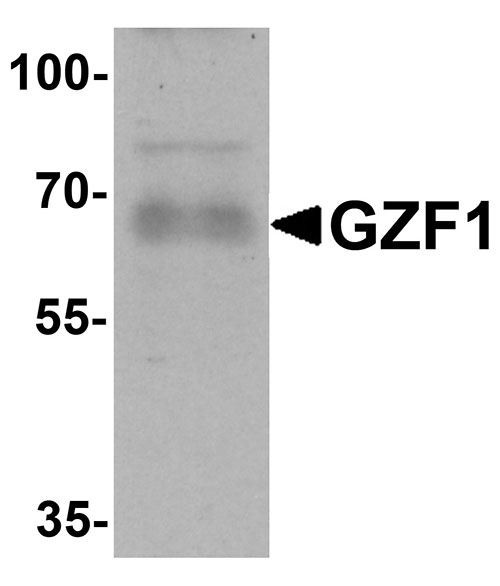1 - GZF1 Antibody ASC11467