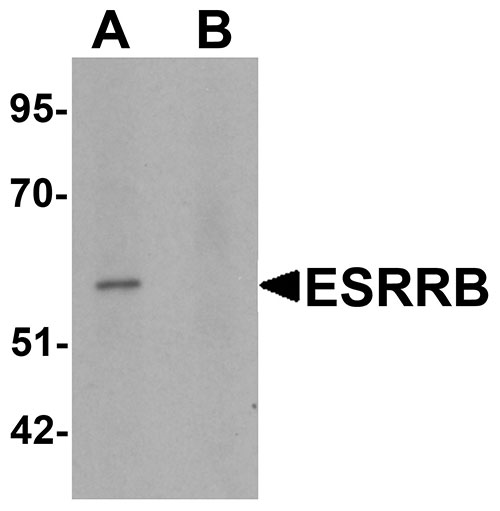 1 - ESRRB Antibody ASC11474