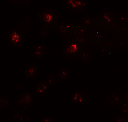 3 - ZNF687 Antibody ASC11487