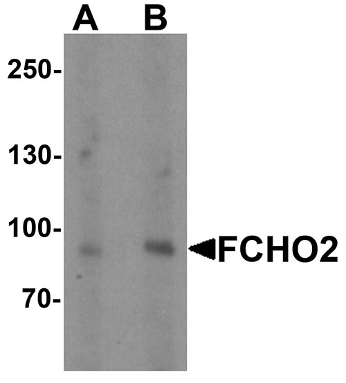 1 - FCHO2 Antibody ASC11488