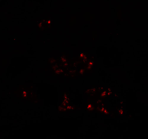 3 - DBX2 Antibody ASC11489