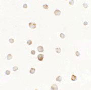 8 - TTYH1 Antibody ASC11492