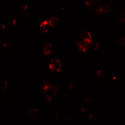 3 - ABCA7 Antibody ASC11494