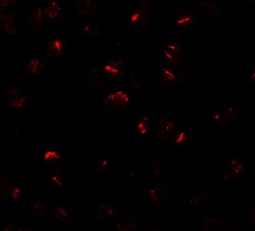 3 - BMP15 Antibody ASC11499