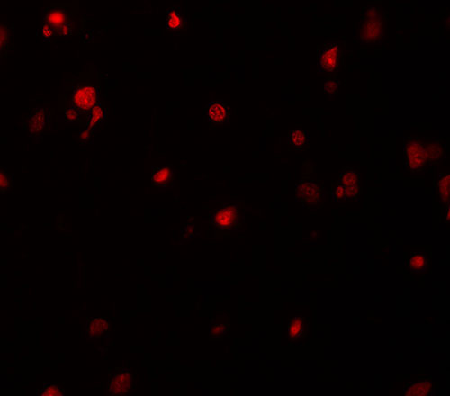 3 - DELE Antibody ASC11504