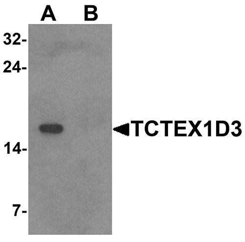 1 - TCTEX1D3 Antibody ASC11518