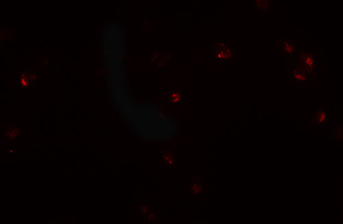 3 - CRIM1 Antibody ASC11521