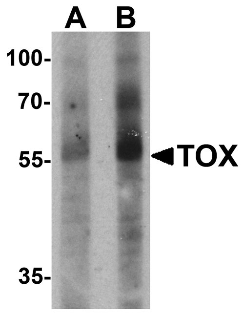 1 - TOX Antibody ASC11529