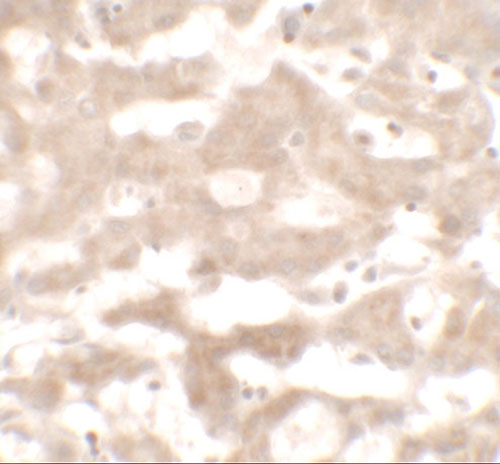2 - VNN3 Antibody ASC11557