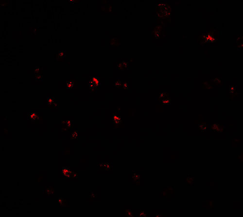 3 - CITED2 Antibody ASC11561