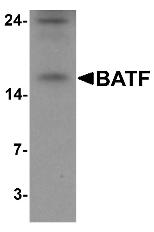 1 - BATF Antibody ASC11562