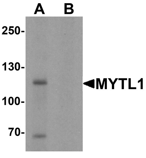 1 - MYT1L Antibody ASC11567