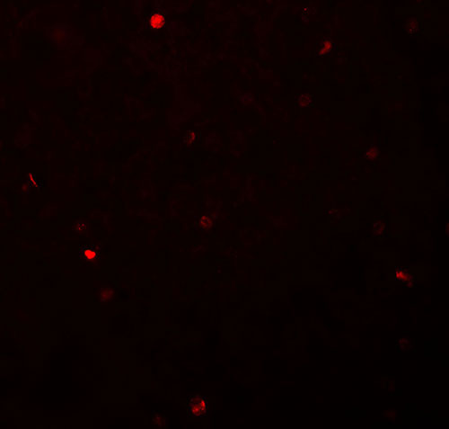 3 - FOXH1 Antibody ASC11573