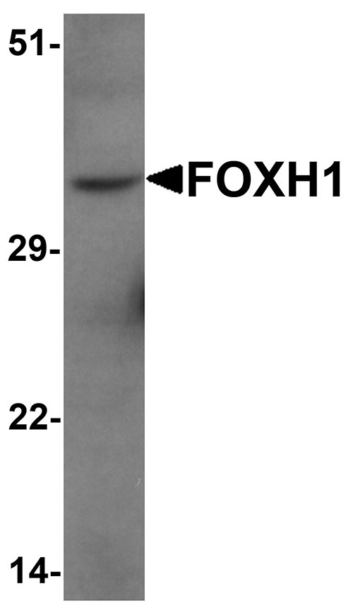 1 - FOXH1 Antibody ASC11573