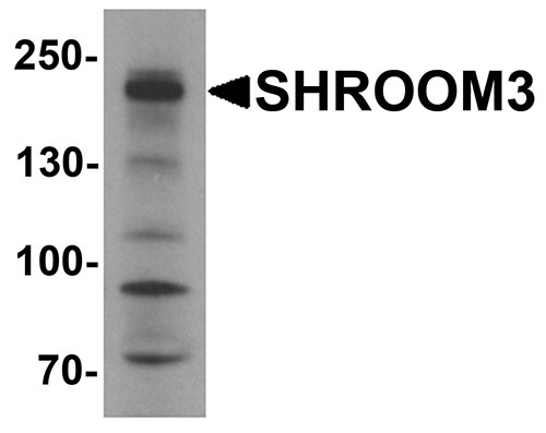 1 - SHROOM3 Antibody ASC11581
