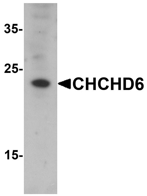 1 - CHCHD6 Antibody ASC11584