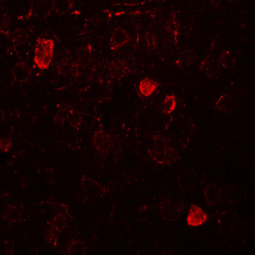 3 - NELF Antibody ASC11612