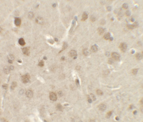 2 - NELF Antibody ASC11612