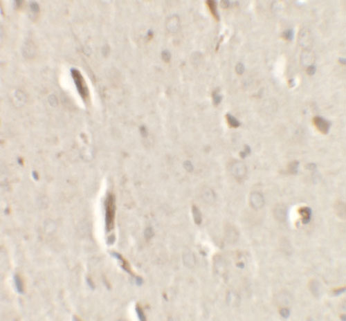 2 - GRIP1 Antibody ASC11614