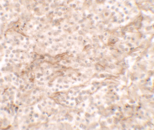 2 - TNFSF4 Antibody ASC11620