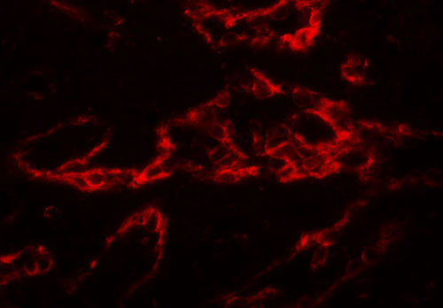 3 - PTRF Antibody ASC11629