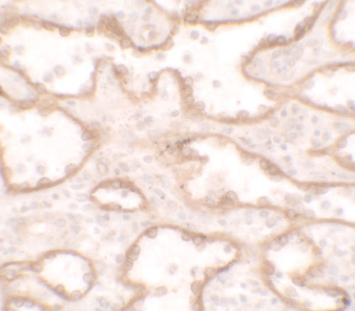 2 - PTRF Antibody ASC11629