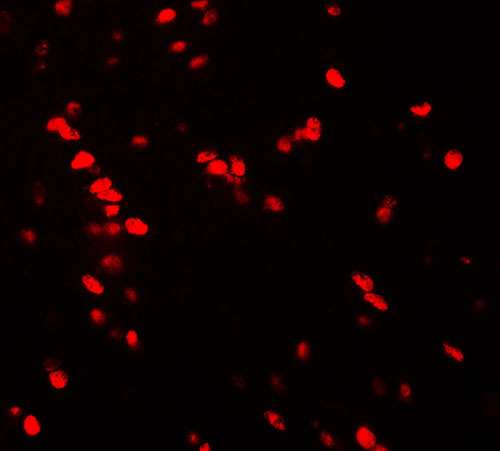 3 - Nucleobindin-2 Antibody ASC11631