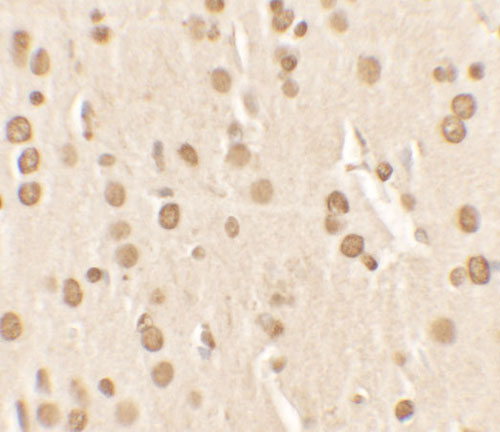 2 - Nucleobindin-2 Antibody ASC11631