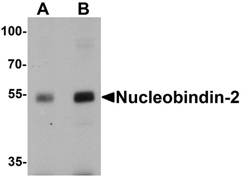 1 - Nucleobindin-2 Antibody ASC11631
