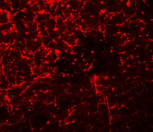 3 - SHISA4 Antibody ASC11633