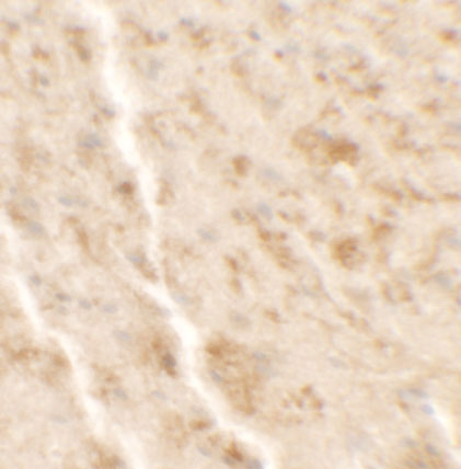 2 - SHISA4 Antibody ASC11633