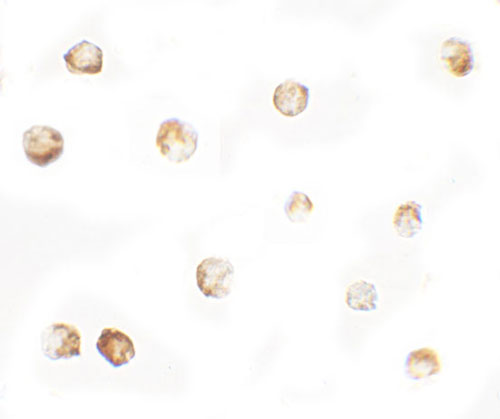 8 - MTERFD1 Antibody ASC11635
