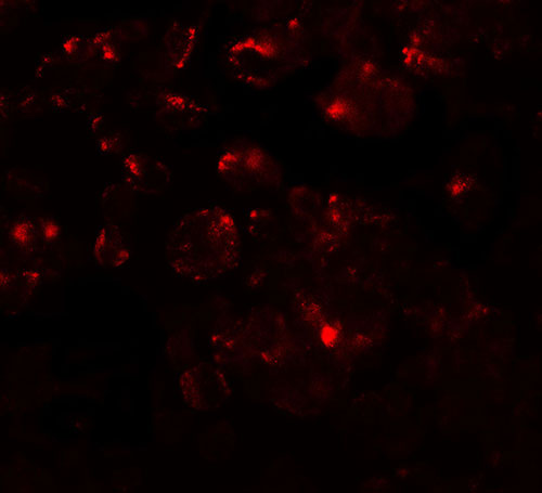 3 - MTERFD1 Antibody ASC11635