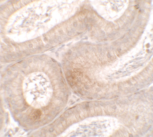 2 - MTERFD3 Antibody ASC11637