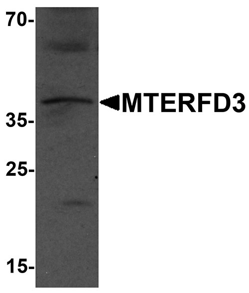 1 - MTERFD3 Antibody ASC11637