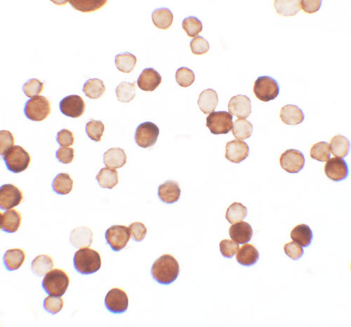 8 - ERRF Antibody ASC11638