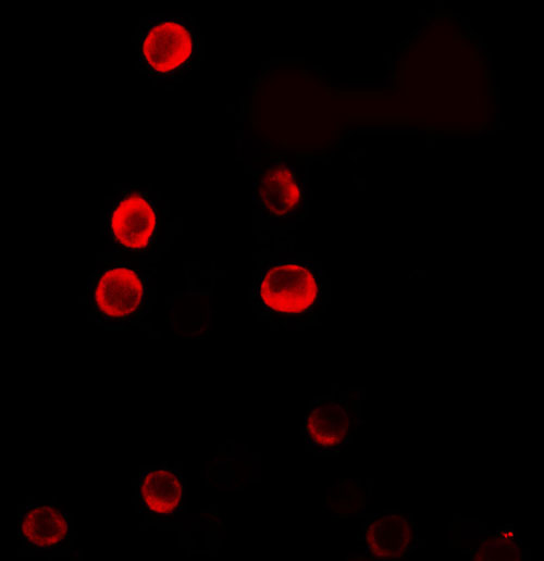 3 - ERRF Antibody ASC11638