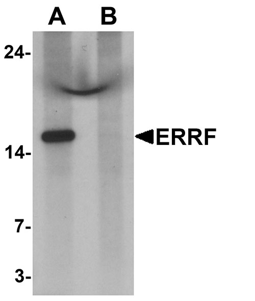 1 - ERRF Antibody ASC11638