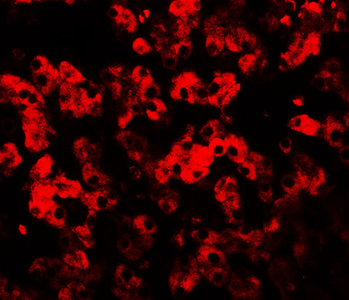 3 - TMEM135 Antibody ASC11639