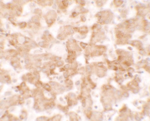 2 - TMEM135 Antibody ASC11639