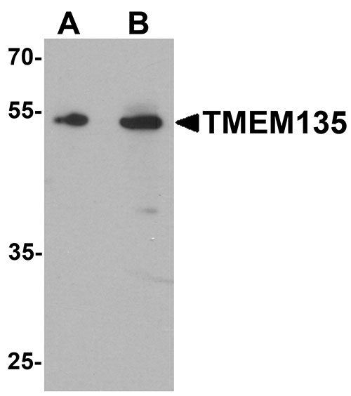 1 - TMEM135 Antibody ASC11639