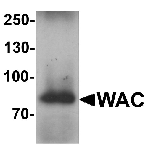 1 - WAC Antibody ASC11640